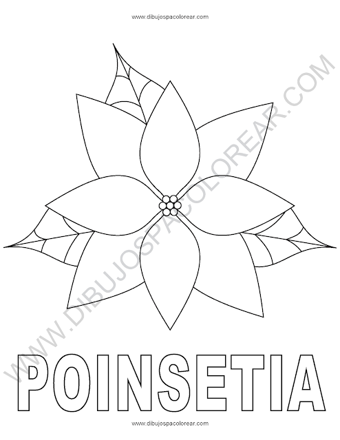 Poinsetia
