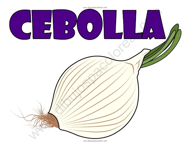 Cebolla dibujo a color y para colorear
