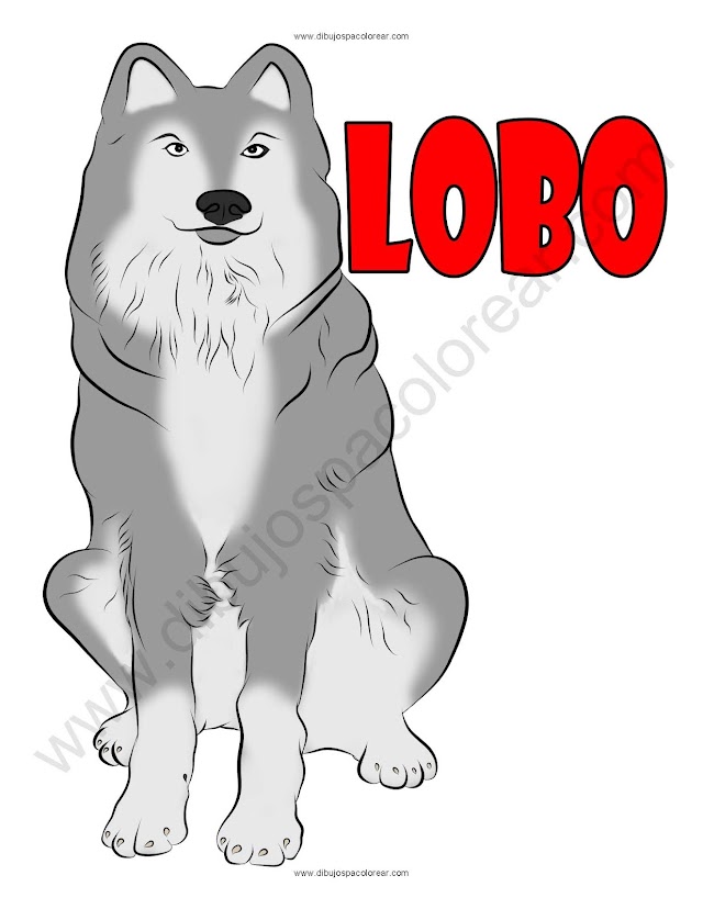 Lobo dibujo a color y para colorear