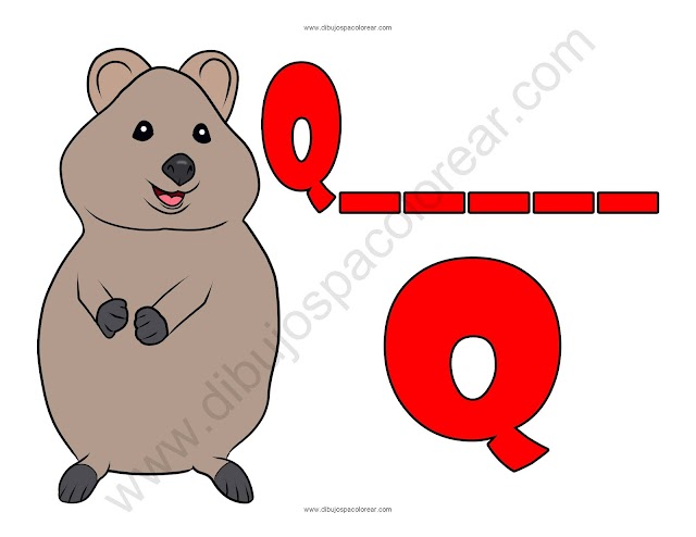 Quokka letra Q abecedario dibujo a color y para colorear