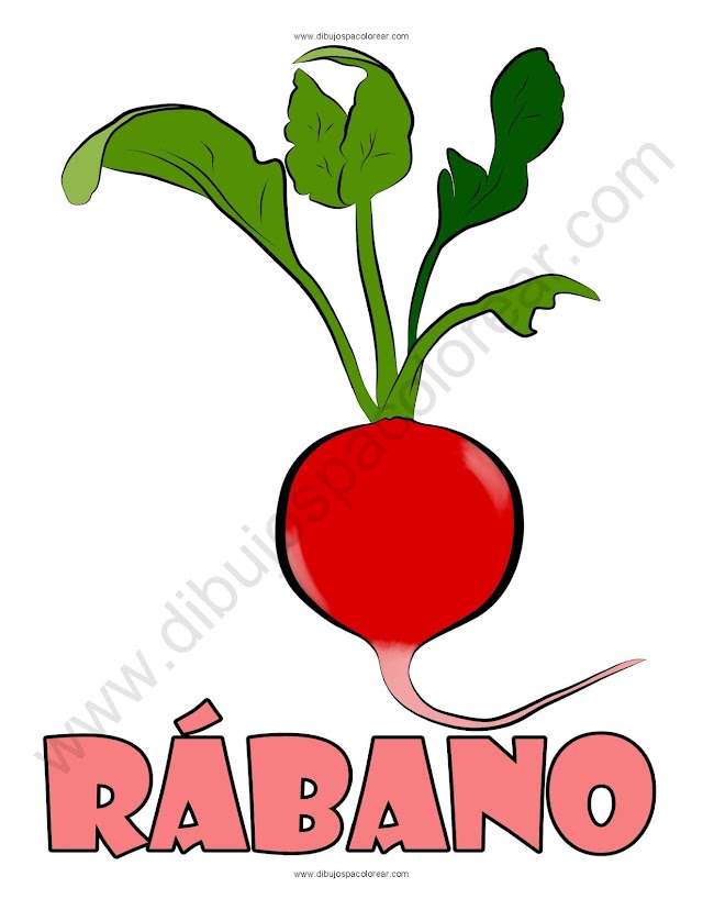 rábano dibujo a color o para colorear