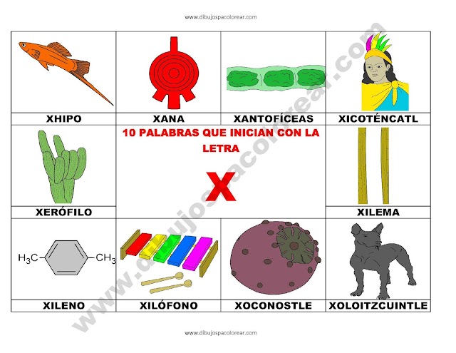 10 palabras u objetos que inician con la letra X