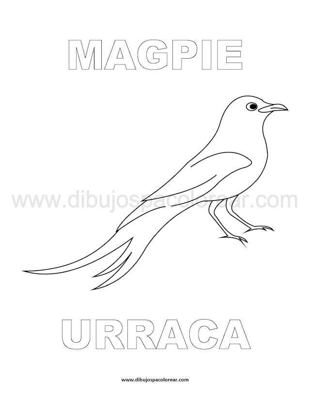 Dibujos Inglés - Español con U: Urraca - Magpie